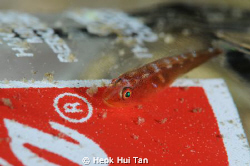 Finally a fish that approves of Coca Cola.
photographed ... by Heok Hui Tan 
